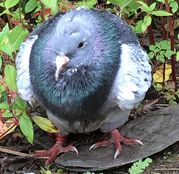 Featured image for “The JWL Team Rescue Pete the Pigeon”